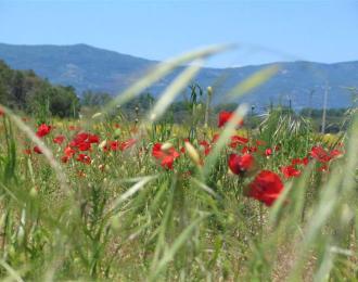 Mohnblume1.jpg